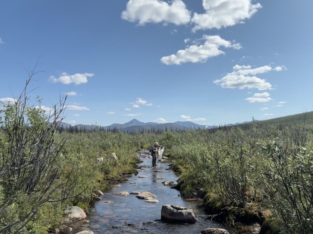 a researcher stands in a stream, pulling a net out of the water